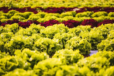 Lettuce field in the Graz region, Austria. Agriculture concept. Field background.
