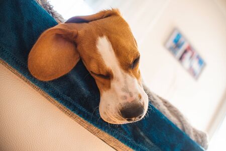 Sleeping beagle dog on sofa. Lazy day on couch.