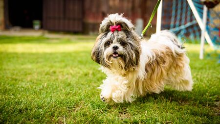 Shih tzu dog with red bow on head running on leash on green grass.の写真素材