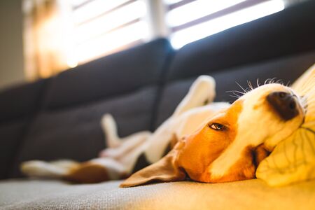 Beagle dog tired sleeps on a cozy couch in bright room. Funny position on his back, twisted.の写真素材