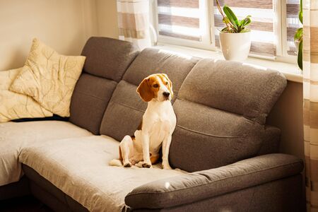 Dog indoors on a sofa portrait in bright room. Dog backgroundの写真素材