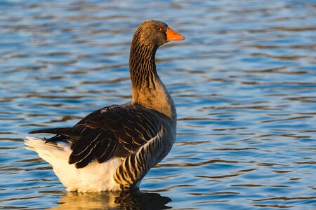 Greylag goose at shore resting in sunset light.の写真素材