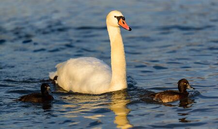 White swan on lake background. Wildlife in Austria.の写真素材