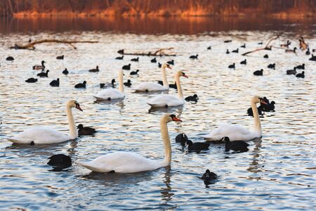 White swans and coots on lake background. Wildlife in Austria.の写真素材