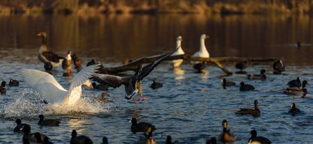 Greylag gooses landing at water. Bird Backgroundの写真素材