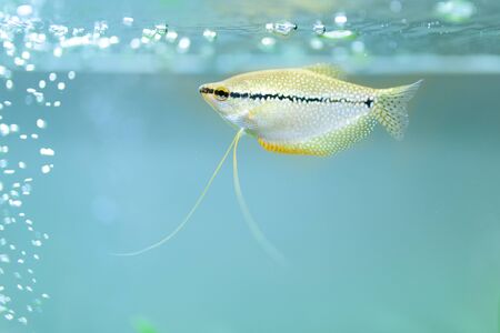 Pearl gourami Trichopodus leerii freshwater aquarium fish in fish tank. Aquaria concept