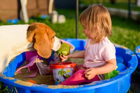 Baby girl playing in a sandbox outdoors in sunny day. Beagle dog compannion. Child in blue sandbox in summer.の写真素材