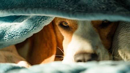 Lazy and sleepy beagle dog under a blue blanket on a bed. Sunny day at home background. Adorable dog concept.の写真素材