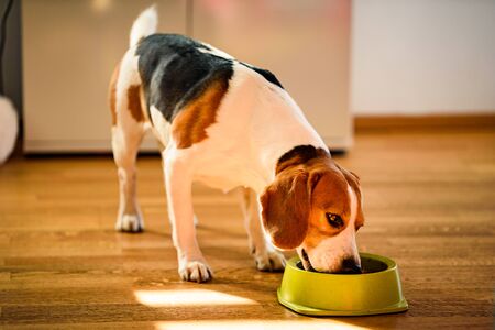 Dog beagle eating canned food from bowl in bright interior. Dog food concept.の写真素材