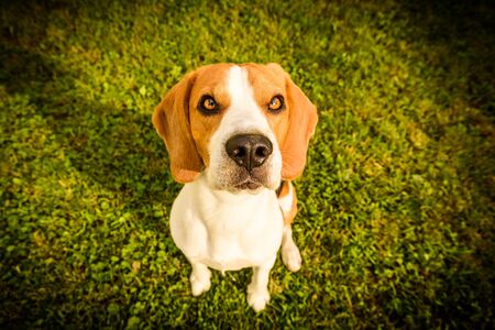 Beagle dog on a grass sitting looking up in sunny dayの写真素材