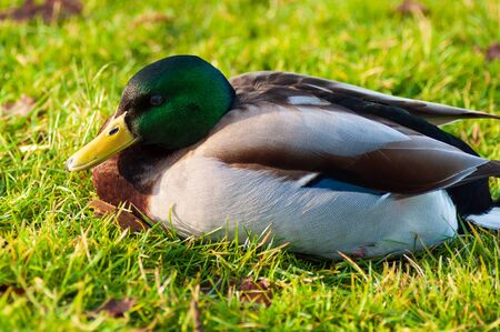 Wild ducks Mallard Anas platyrhynchos standing on the shore, female wild duck outside. Irish summer.の写真素材