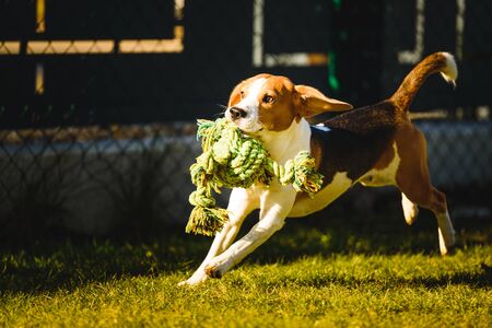 Beagle dog fun in garden outdoors run and jump with rope towards camera. Active pet conceptの写真素材
