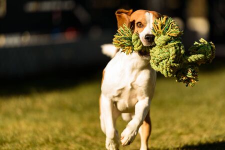 Beagle dog fun in garden outdoors run and jump with rope towards camera. Active pet conceptの写真素材