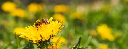 Honey bee covered with yellow pollen collecting nectar from dandelion flower. Important for...