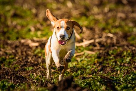 Dirty Dog Beagle running fast and jumping with tongue out through field in a spring. Pet backgroundの写真素材