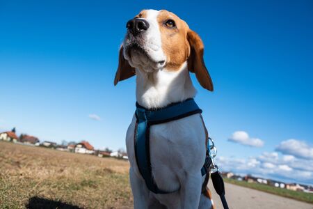 Beagle dog on rural road. Sunny day landscape copy space . With dog on a walk.の写真素材