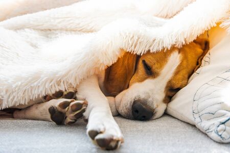 Adorable beagle dog sleeps on a sofa under blanket. Dog bright background. Canine concept.の写真素材
