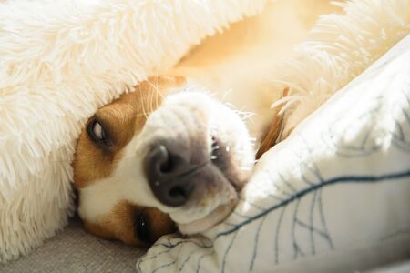 Adorable beagle dog sleeps on a sofa under blanket. Dog bright background. Canine concept.