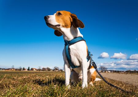 Beagle dog on rural road. Sunny day landscape copy space . With dog on a walk.の写真素材