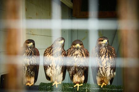 Birds op pray in captivity, Four hawks sitting in a cage.
