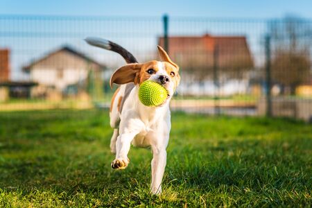 Beagle dog runs in garden towards the camera with green ball. Sunny day dog fetching a toy. Copy space.の写真素材