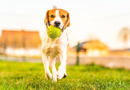 Beagle dog runs in garden towards the camera with green ball. Sunny day dog fetching a toy. Copy space.の写真素材