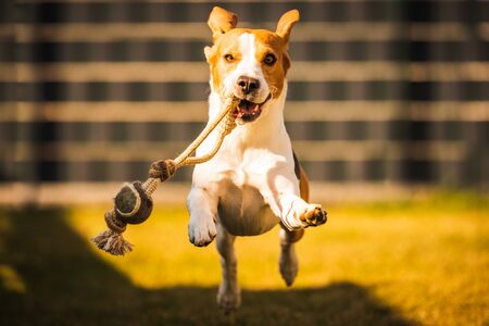 Happy beagle dog running with flying ears towards cameraの写真素材