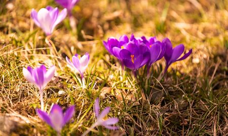 Crocus, plural crocuses or croci is a genus of flowering plants in the iris family. A single crocus, a bunch of crocuses, a meadow full of crocuses, close-up crocusの写真素材