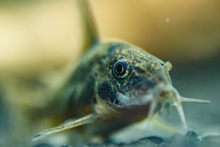 Small catfish Corydoras frontal closeup with blurred natural background.