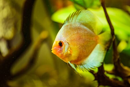 Portrait of a yellow tropical Symphysodon discus fish in a fishtank.の写真素材