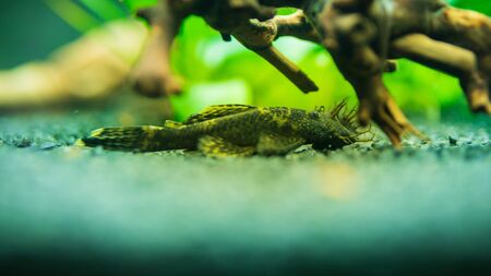 Bushymouth catfish freshwater aquarium fishの写真素材