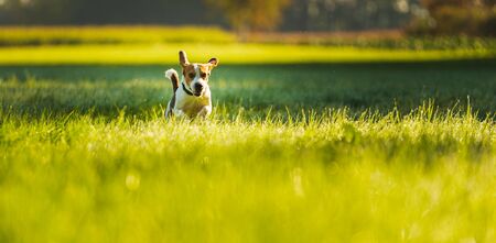 Happy dog running through a green vivid meadow towards camera. Beagle dog backgroundの写真素材