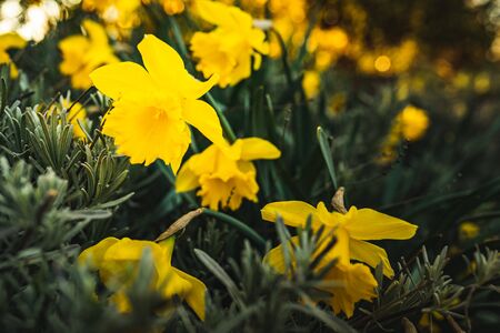Yellow Daffodil Narcissus flowers outdors in spring. Nature flowers background with selective focus.の写真素材
