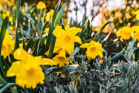 Yellow Daffodil Narcissus flowers outdors in spring. Nature flowers background with selective focus.の写真素材