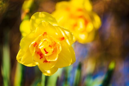 Yellow Daffodil Narcissus flowers outdors in spring. Nature flowers background with selective focus.の写真素材