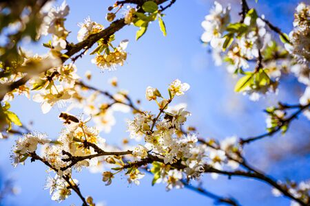Close-up photo of a Honey Bee gathering nectar and spreading pollen on white flowers of white cherry tree. Important for environment ecology sustainability. Copy spaceの写真素材