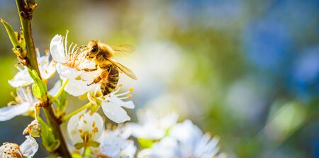 Close-up photo of a Honey Bee gathering nectar and spreading pollen on white flowers of white cherry...