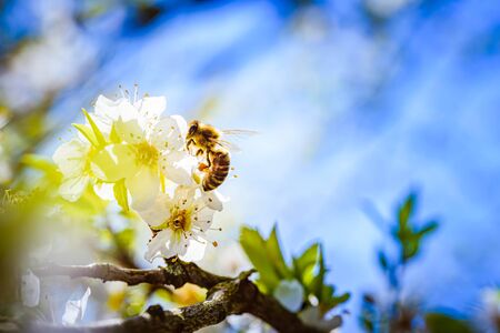 Close-up photo of a Honey Bee gathering nectar and spreading pollen on white flowers of white cherry tree. Important for environment ecology sustainability. Copy spaceの写真素材