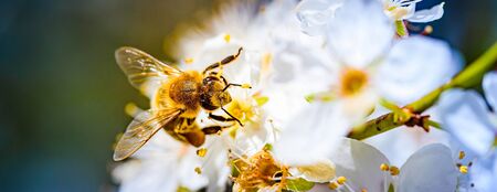 Close-up photo of a Honey Bee gathering nectar and spreading pollen on white flowers of white cherry...