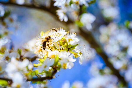 Close-up photo of a Honey Bee gathering nectar and spreading pollen on white flowers of white cherry...
