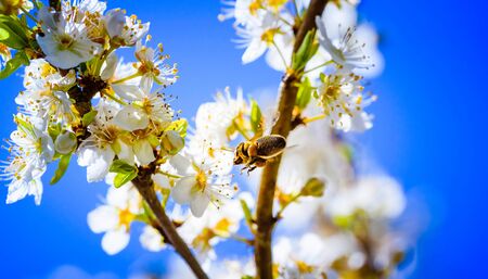 Close-up photo of a Honey Bee gathering nectar and spreading pollen on white flowers of white cherry...