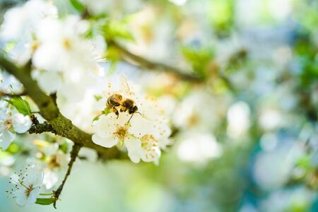 Close-up photo of a Honey Bee gathering nectar and spreading pollen on white flowers of white cherry tree. Important for environment ecology sustainability. Copy spaceの写真素材