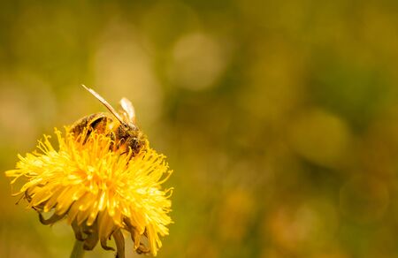 Honey bee covered in pollen collecting nectar from dandelion flower in the spring time. Useful photo for design or web banner.の写真素材