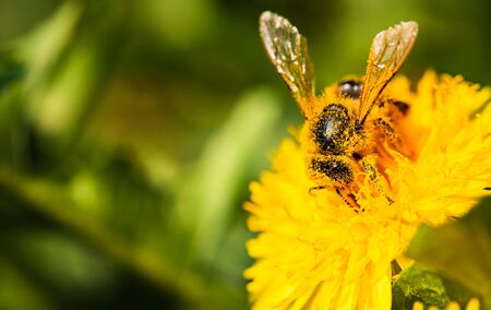 Honey bee covered in pollen collecting nectar from dandelion flower in the spring time. Useful photo...