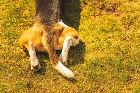 Dogs back legs and tail from top view on a grass in backyard. Copy space on right.の写真素材