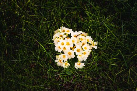 White spring flowers in top view in green grass. Spring backgroundの写真素材