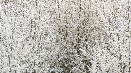 White flowers on tree in spring. Selective focus nature background. Season concept