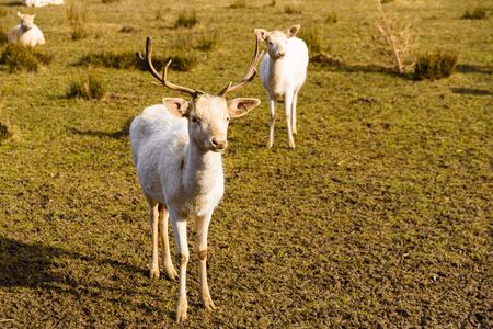 White Roe deer in autumn. Albino Buck. Autumn Portrait of Roe deer.