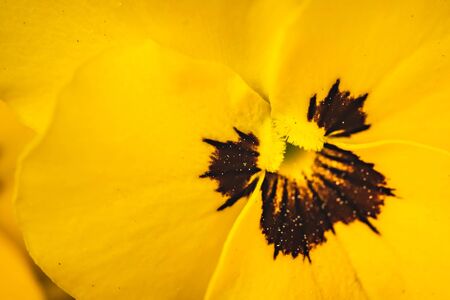 Close-up shot of beautiful yellow pansy flower macro shoot. Gardening background concept. Selective...