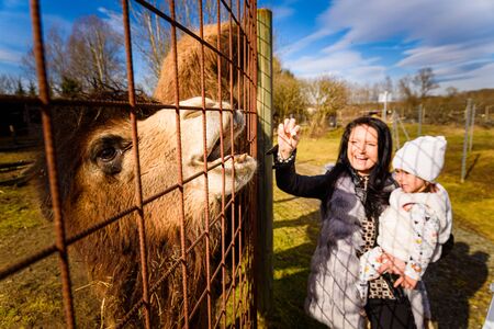 Two year old girl mother in farmland feeding big brown camel Sunny day in Predingの写真素材